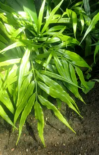 bamboo fern