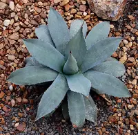 cabbage head agave (Agave parrasana) plant