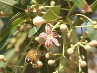 Brachychiton rupestris