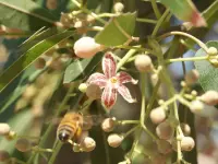 Brachychiton rupestris
