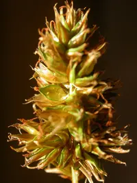 Hood's sedge (Carex hoodii) plant