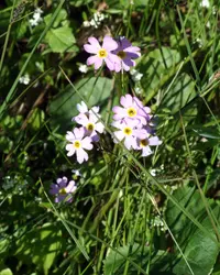 Siberian primrose (Primula nutans) plant