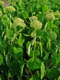 Wild hydrangea (Hydrangea arborescens) plant