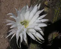 Soehrensia strigosa