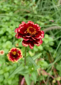 Zinnia haageana (Zinnia haageana) plant