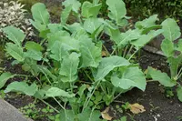 Brassica oleracea var. gongylodes leaves