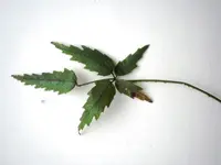 White-leaved Lawyer (Rubus schmidelioides) plant