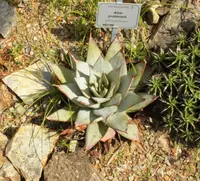 Meadow Aloe