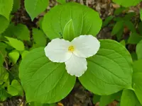 Trillium grandiflorum leaves