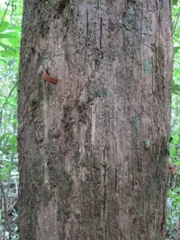 Chrysophyllum prieurii