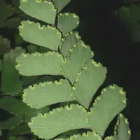Cunningham’s maidenhair