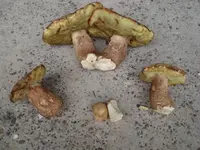 Boletus subcaerulescens