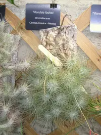 Tillandsia fuchsii (Tillandsia fuchsii) plant