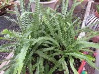 Lemon Button Fern (Nephrolepis cordifolia 'Duffii') plant