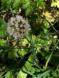 Allium grande