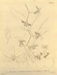 Latin American orchid