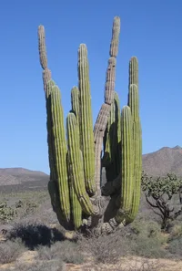 Elephant cactus (Pachycereus pringlei) plant