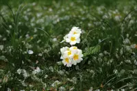 Primula obconica