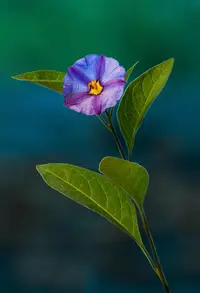 Blue Potato Bush (Lycianthes rantonnetii) plant