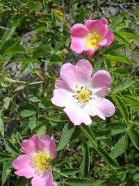 glaucous dog rose