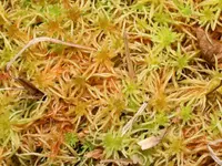 sphagnum (Sphagnum teres) plant