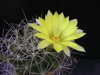 Long Nipple Cactus