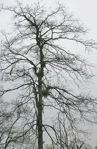 myrobalan (Terminalia chebula) plant