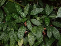 Silver Queen plant
