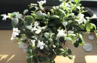 Codonanthe devosiana flowers