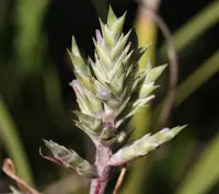 Aechmea pubescens (Aechmea pubescens) plant