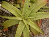 Soup Aloe