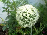 bulb onion