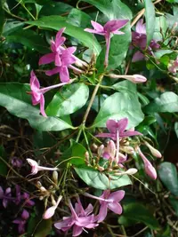 Shooting star (Pseuderanthemum laxiflorum) plant