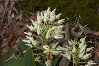 Rock orchid