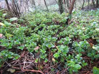 Peperomia urvilleana