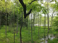 Japanese alder