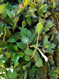 Peperomia angustata (Peperomia angustata) plant