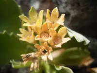 stinking primrose (Primula hirsuta) plant