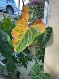 Philodendron verrucosum photo by a Botan App user