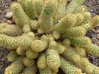Ladyfinger Cactus