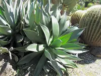Agave chiapensis