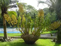 Tiger Orchid (Grammatophyllum speciosum) plant