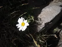 Mountain Dog-daisy