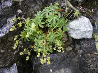 Limestone Alp Lady's Mantle