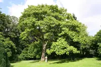 empress tree