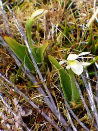 Odd-leaved orchid
