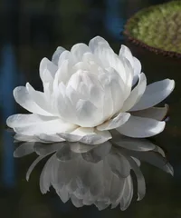 Amazon water lily