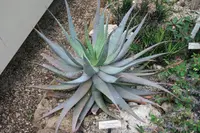 witchdoctor's aloe