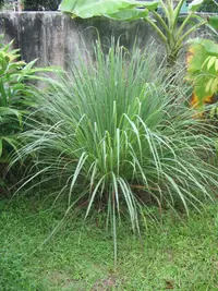 lemon grass (Cymbopogon citratus) plant