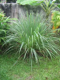 lemon grass